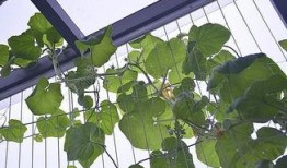 藤蔓植物爆料图片欣赏视频,带你领略自然之美